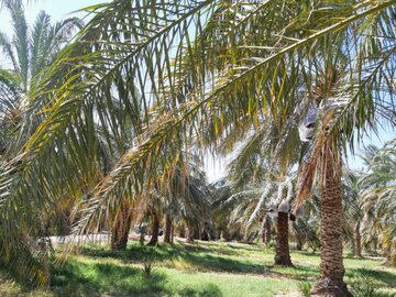 برداشت خرما از نخلستانهای ریگان