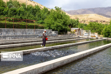 Fish farming in southwestern Iran; Chaharmahal Va Bakhtiari Prov.