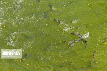 Fish farming in southwestern Iran; Chaharmahal Va Bakhtiari Prov.