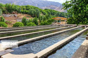 Fish farming in southwestern Iran; Chaharmahal Va Bakhtiari Prov.