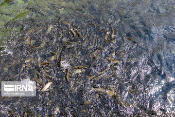 Fish farming in southwestern Iran; Chaharmahal Va Bakhtiari Prov.