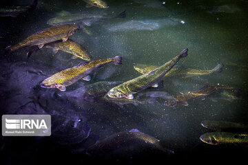 Fish farming in southwestern Iran; Chaharmahal Va Bakhtiari Prov.