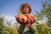 کشت محصولات گواهی شده در ۲۸ هکتار از اراضی کشاورزی آذربایجان‌غربی