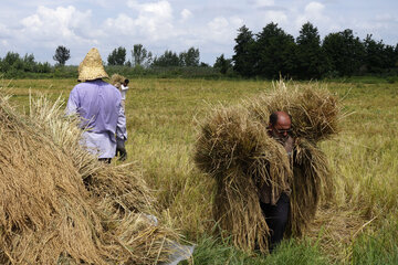 Récolte mécanisée du riz dans le nord de l'Iran