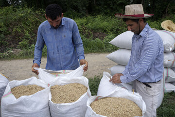 Récolte mécanisée du riz dans le nord de l'Iran