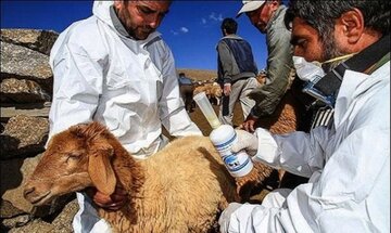 طاعون نشخوارکنندگان به جان علفخواران پارک ملی قطرویه نی‌ریز افتاد