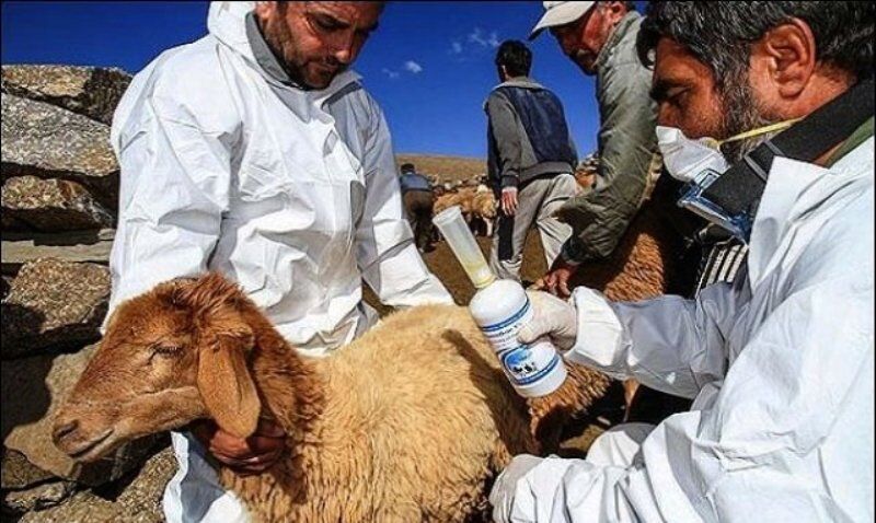 ۷۳۰ هزار دام سبک علیه بیماری طاعون در تهران واکسینه شدند