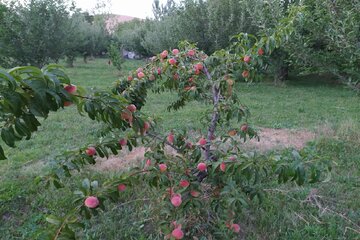 برداشت میوه‌های تابستانی از باغ‌های میاندوآب