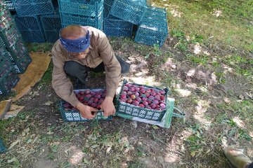 برداشت میوه‌های تابستانی از باغ‌های میاندوآب