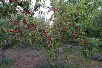 برداشت میوه‌های تابستانی از باغ‌های میاندوآب