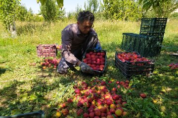 برداشت میوه‌های تابستانی از باغ‌های میاندوآب