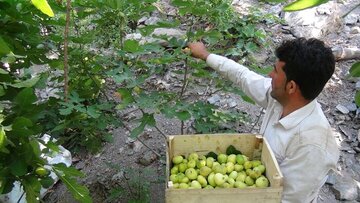 برداشت انجیر از ۷۳ هکتار باغات سروآباد آغاز شد