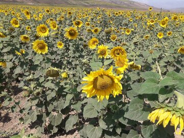 دشت زیبای آفتابگردان در کالپوش میامی