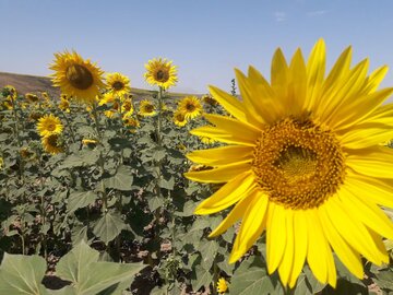 دشت زیبای آفتابگردان در کالپوش میامی