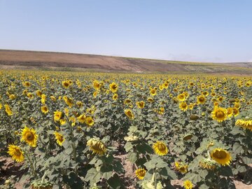 دشت زیبای آفتابگردان در کالپوش میامی