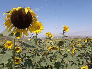 دشت زیبای آفتابگردان در کالپوش میامی