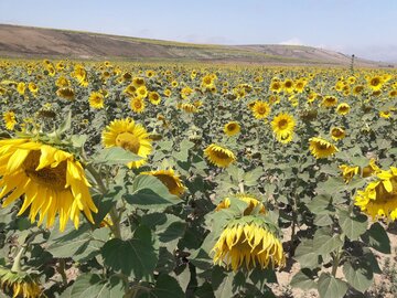 Espectacular campo de girasoles en Mayamey