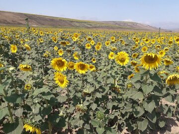 دشت زیبای آفتابگردان در کالپوش میامی