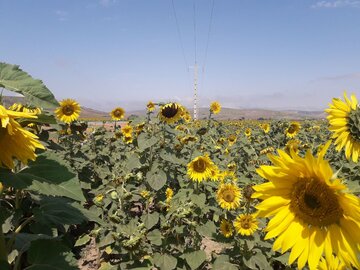 Espectacular campo de girasoles en Mayamey