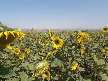 دشت زیبای آفتابگردان در کالپوش میامی