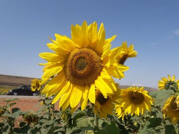 Espectacular campo de girasoles en Mayamey