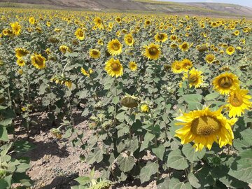 Espectacular campo de girasoles en Mayamey