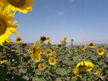 Espectacular campo de girasoles en Mayamey