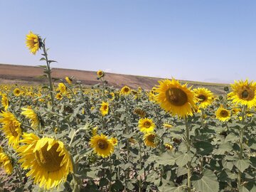 دشت زیبای آفتابگردان در کالپوش میامی