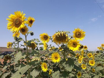 دشت زیبای آفتابگردان در کالپوش میامی