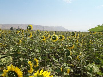 دشت زیبای آفتابگردان در کالپوش میامی