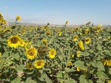 دشت زیبای آفتابگردان در کالپوش میامی