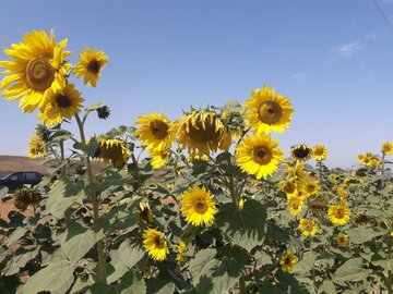 Espectacular campo de girasoles en Mayamey