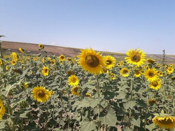 Espectacular campo de girasoles en Mayamey