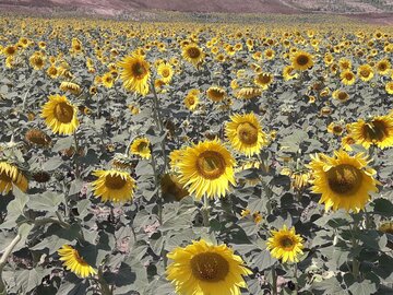 دشت زیبای آفتابگردان در کالپوش میامی