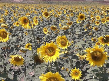 Espectacular campo de girasoles en Mayamey