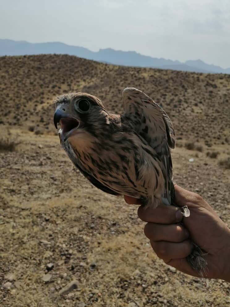 یک پرنده شکاری دلیجه در شهرستان فسا به طبیعت بازگشت