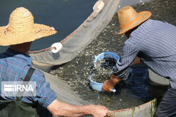 سه میلیون و ۸۰۰ هزار بچه ماهی در رودخانه آستارا رهاسازی شد
