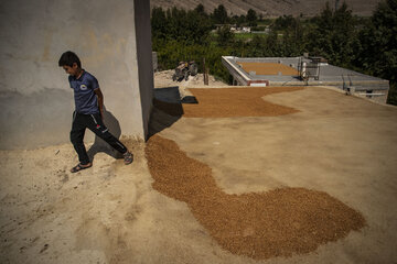 برداشت یاقوت سرخ در روستای «ده‌حوض» ایذه