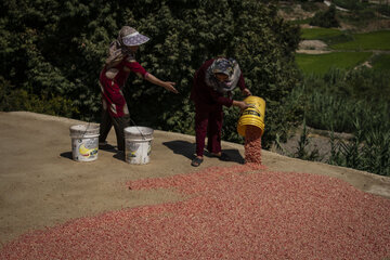 برداشت یاقوت سرخ در روستای «ده‌حوض» ایذه