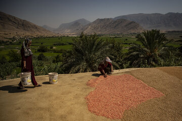 برداشت یاقوت سرخ در روستای «ده‌حوض» ایذه