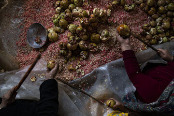 برداشت یاقوت سرخ در روستای «ده‌حوض» ایذه