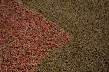 برداشت یاقوت سرخ در روستای «ده‌حوض» ایذه