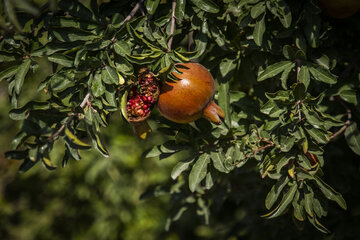 برداشت یاقوت سرخ در روستای «ده‌حوض» ایذه