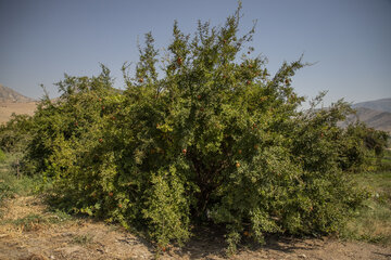برداشت یاقوت سرخ در روستای «ده‌حوض» ایذه