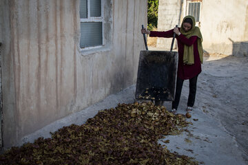 برداشت یاقوت سرخ در روستای «ده‌حوض» ایذه