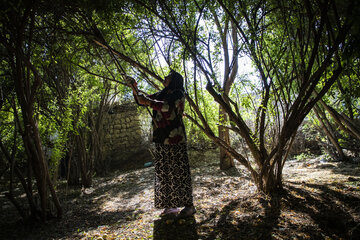 برداشت یاقوت سرخ در روستای «ده‌حوض» ایذه