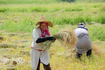 برداشت برنج در آستارا‎