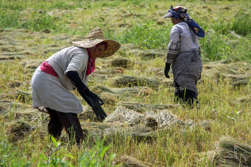 برداشت برنج در آستارا‎