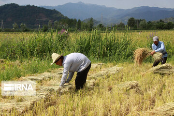 La récolte du riz au nord d'Iran