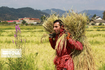 La récolte du riz au nord d'Iran